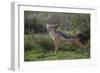 Africa. Tanzania. Black-backed jackal stretches after a nap, Serengeti National Park.-Ralph H. Bendjebar-Framed Photographic Print