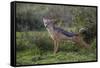 Africa. Tanzania. Black-backed jackal stretches after a nap, Serengeti National Park.-Ralph H. Bendjebar-Framed Stretched Canvas