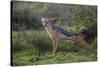 Africa. Tanzania. Black-backed jackal stretches after a nap, Serengeti National Park.-Ralph H. Bendjebar-Stretched Canvas