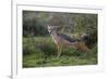 Africa. Tanzania. Black-backed jackal stretches after a nap, Serengeti National Park.-Ralph H. Bendjebar-Framed Photographic Print