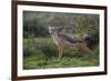 Africa. Tanzania. Black-backed jackal stretches after a nap, Serengeti National Park.-Ralph H. Bendjebar-Framed Photographic Print