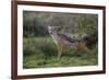 Africa. Tanzania. Black-backed jackal stretches after a nap, Serengeti National Park.-Ralph H. Bendjebar-Framed Photographic Print