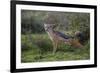 Africa. Tanzania. Black-backed jackal stretches after a nap, Serengeti National Park.-Ralph H. Bendjebar-Framed Photographic Print