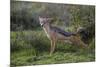 Africa. Tanzania. Black-backed jackal stretches after a nap, Serengeti National Park.-Ralph H. Bendjebar-Mounted Photographic Print