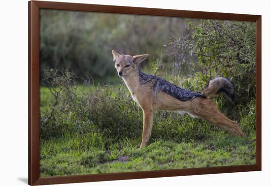 Africa. Tanzania. Black-backed jackal stretches after a nap, Serengeti National Park.-Ralph H. Bendjebar-Framed Photographic Print