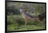 Africa. Tanzania. Black-backed jackal stretches after a nap, Serengeti National Park.-Ralph H. Bendjebar-Framed Photographic Print