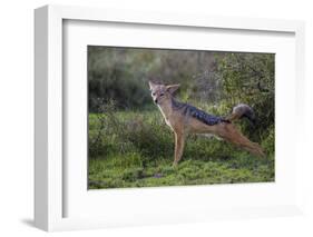 Africa. Tanzania. Black-backed jackal stretches after a nap, Serengeti National Park.-Ralph H. Bendjebar-Framed Photographic Print