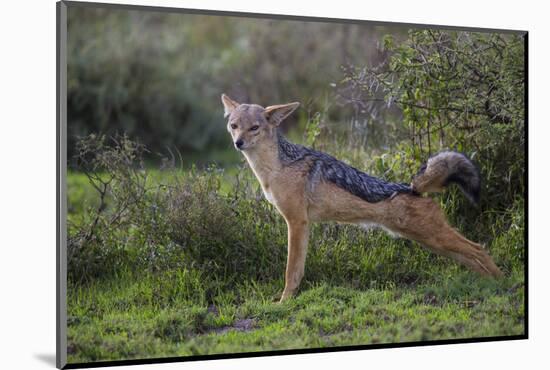 Africa. Tanzania. Black-backed jackal stretches after a nap, Serengeti National Park.-Ralph H. Bendjebar-Mounted Photographic Print