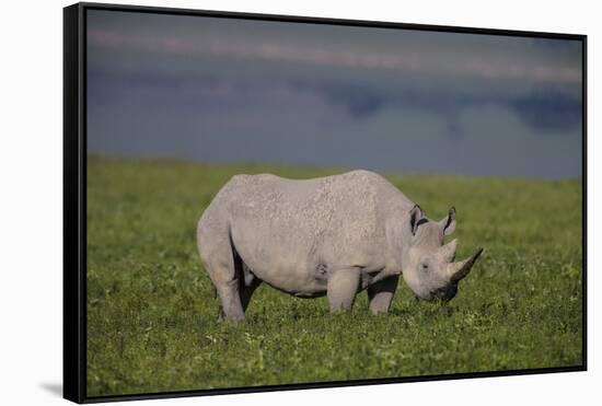 Africa. Tanzania. Black rhinoceros at Ngorongoro crater.-Ralph H. Bendjebar-Framed Stretched Canvas