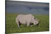 Africa. Tanzania. Black rhinoceros at Ngorongoro crater.-Ralph H. Bendjebar-Stretched Canvas