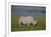 Africa. Tanzania. Black rhinoceros at Ngorongoro crater.-Ralph H. Bendjebar-Framed Photographic Print