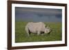 Africa. Tanzania. Black rhinoceros at Ngorongoro crater.-Ralph H. Bendjebar-Framed Photographic Print