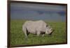 Africa. Tanzania. Black rhinoceros at Ngorongoro crater.-Ralph H. Bendjebar-Framed Photographic Print