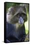 Africa. Tanzania. Blue Monkey at Arusha National Park.-Ralph H. Bendjebar-Framed Stretched Canvas