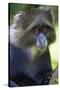 Africa. Tanzania. Blue Monkey at Arusha National Park.-Ralph H. Bendjebar-Stretched Canvas