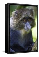 Africa. Tanzania. Blue Monkey at Arusha National Park.-Ralph H. Bendjebar-Framed Stretched Canvas