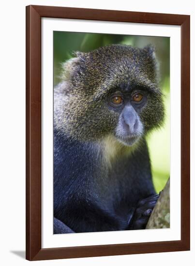 Africa. Tanzania. Blue Monkey at Arusha National Park.-Ralph H. Bendjebar-Framed Photographic Print