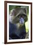 Africa. Tanzania. Blue Monkey at Arusha National Park.-Ralph H. Bendjebar-Framed Photographic Print