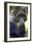 Africa. Tanzania. Blue Monkey at Arusha National Park.-Ralph H. Bendjebar-Framed Photographic Print