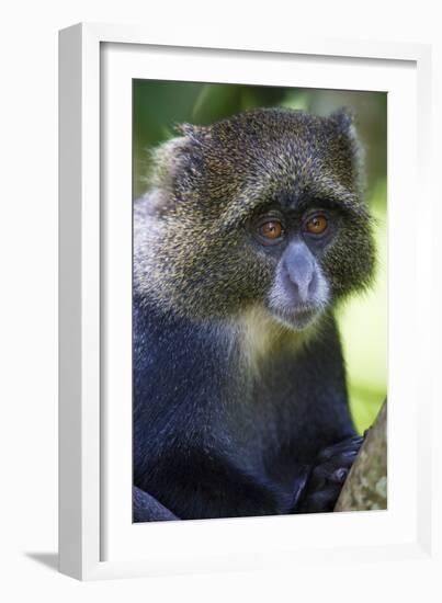 Africa. Tanzania. Blue Monkey at Arusha National Park.-Ralph H. Bendjebar-Framed Photographic Print