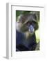 Africa. Tanzania. Blue Monkey at Arusha National Park.-Ralph H. Bendjebar-Framed Photographic Print