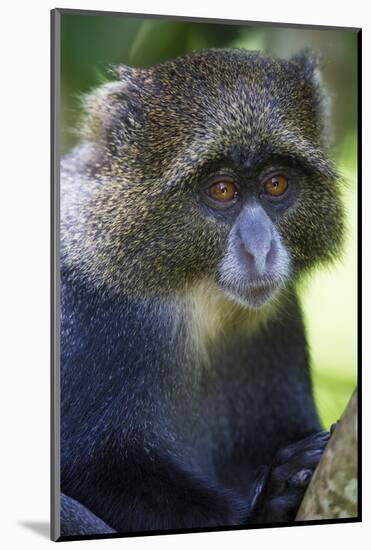 Africa. Tanzania. Blue Monkey at Arusha National Park.-Ralph H. Bendjebar-Mounted Photographic Print