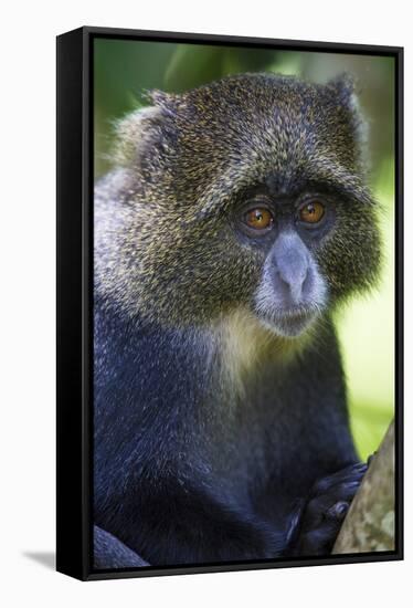 Africa. Tanzania. Blue Monkey at Arusha National Park.-Ralph H. Bendjebar-Framed Stretched Canvas