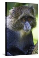 Africa. Tanzania. Blue Monkey at Arusha National Park.-Ralph H. Bendjebar-Stretched Canvas