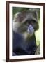 Africa. Tanzania. Blue Monkey at Arusha National Park.-Ralph H. Bendjebar-Framed Premium Photographic Print