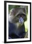 Africa. Tanzania. Blue Monkey at Arusha National Park.-Ralph H. Bendjebar-Framed Premium Photographic Print