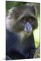 Africa. Tanzania. Blue Monkey at Arusha National Park.-Ralph H. Bendjebar-Mounted Premium Photographic Print