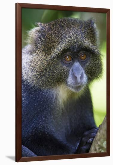 Africa. Tanzania. Blue Monkey at Arusha National Park.-Ralph H. Bendjebar-Framed Photographic Print