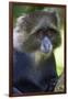 Africa. Tanzania. Blue Monkey at Arusha National Park.-Ralph H. Bendjebar-Framed Photographic Print