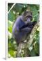 Africa. Tanzania. Blue Monkey at Arusha National Park.-Ralph H. Bendjebar-Framed Photographic Print