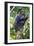 Africa. Tanzania. Blue Monkey at Arusha National Park.-Ralph H. Bendjebar-Framed Photographic Print