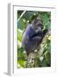 Africa. Tanzania. Blue Monkey at Arusha National Park.-Ralph H. Bendjebar-Framed Photographic Print