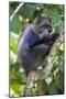 Africa. Tanzania. Blue Monkey at Arusha National Park.-Ralph H. Bendjebar-Mounted Photographic Print