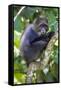 Africa. Tanzania. Blue Monkey at Arusha National Park.-Ralph H. Bendjebar-Framed Stretched Canvas