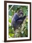 Africa. Tanzania. Blue Monkey at Arusha National Park.-Ralph H. Bendjebar-Framed Photographic Print