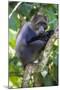 Africa. Tanzania. Blue Monkey at Arusha National Park.-Ralph H. Bendjebar-Mounted Photographic Print