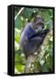 Africa. Tanzania. Blue Monkey at Arusha National Park.-Ralph H. Bendjebar-Framed Stretched Canvas