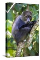 Africa. Tanzania. Blue Monkey at Arusha National Park.-Ralph H. Bendjebar-Stretched Canvas