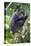 Africa. Tanzania. Blue Monkey at Arusha National Park.-Ralph H. Bendjebar-Stretched Canvas