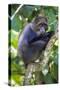 Africa. Tanzania. Blue Monkey at Arusha National Park.-Ralph H. Bendjebar-Stretched Canvas