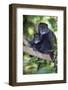 Africa. Tanzania. Blue Monkey female with baby at Arusha National Park.-Ralph H. Bendjebar-Framed Photographic Print