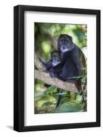 Africa. Tanzania. Blue Monkey female with baby at Arusha National Park.-Ralph H. Bendjebar-Framed Photographic Print