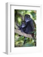 Africa. Tanzania. Blue Monkey female with baby at Arusha National Park.-Ralph H. Bendjebar-Framed Photographic Print