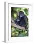 Africa. Tanzania. Blue Monkey female with baby at Arusha National Park.-Ralph H. Bendjebar-Framed Photographic Print