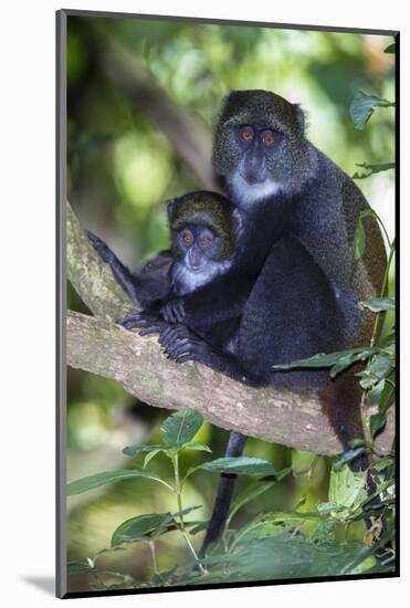 Africa. Tanzania. Blue Monkey female with baby at Arusha National Park.-Ralph H. Bendjebar-Mounted Photographic Print