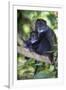 Africa. Tanzania. Blue Monkey female with baby at Arusha National Park.-Ralph H. Bendjebar-Framed Photographic Print